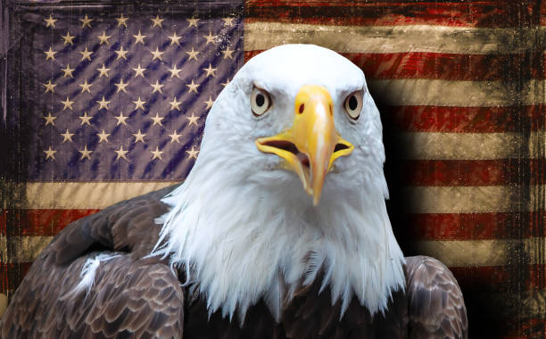 istock American Eagle with American Flag Background 1417950001