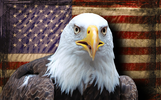 American Eagle with American Flag Background.