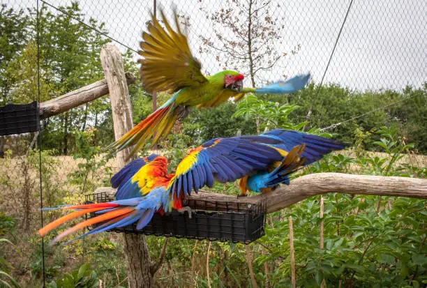 Photo of group of parrots in mid-flight