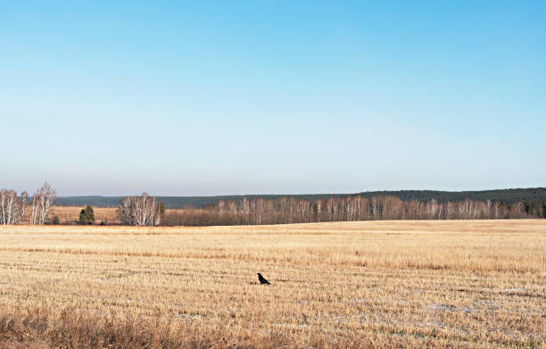 corvo nero che si siede su un campo di grano secco in autunno sullo sfondo di una foresta e cielo blu copia spazio paesaggio uccello corvus corax corvo comune ornitologia birdwatching - black forest forest sky blue foto e immagini stock