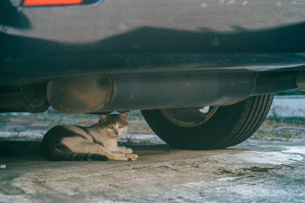 istock The cat under the car 1417950284