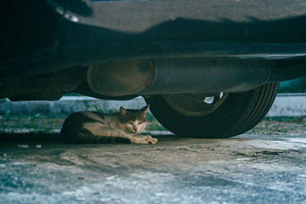 istock The cat under the car 1417950289