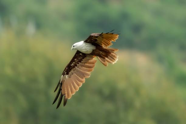istock Shallow focus of brahminy kite with open wings in flight 1417954464