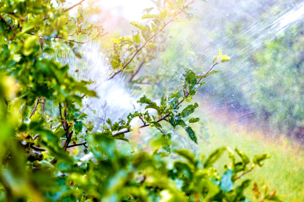 istock Irrigation system of an apple field 1417954699