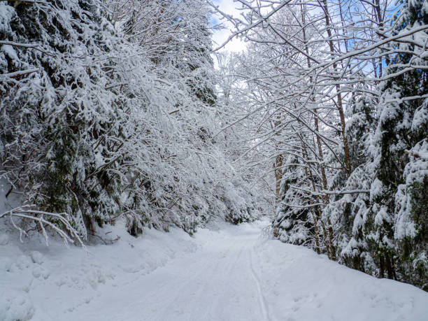istock Winter forest in the Carpathians 1417954705