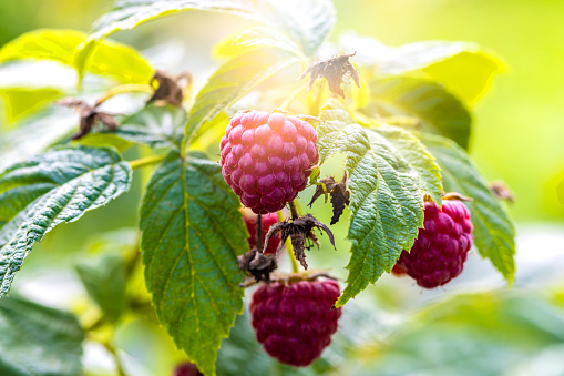 Ripe raspberries in nature