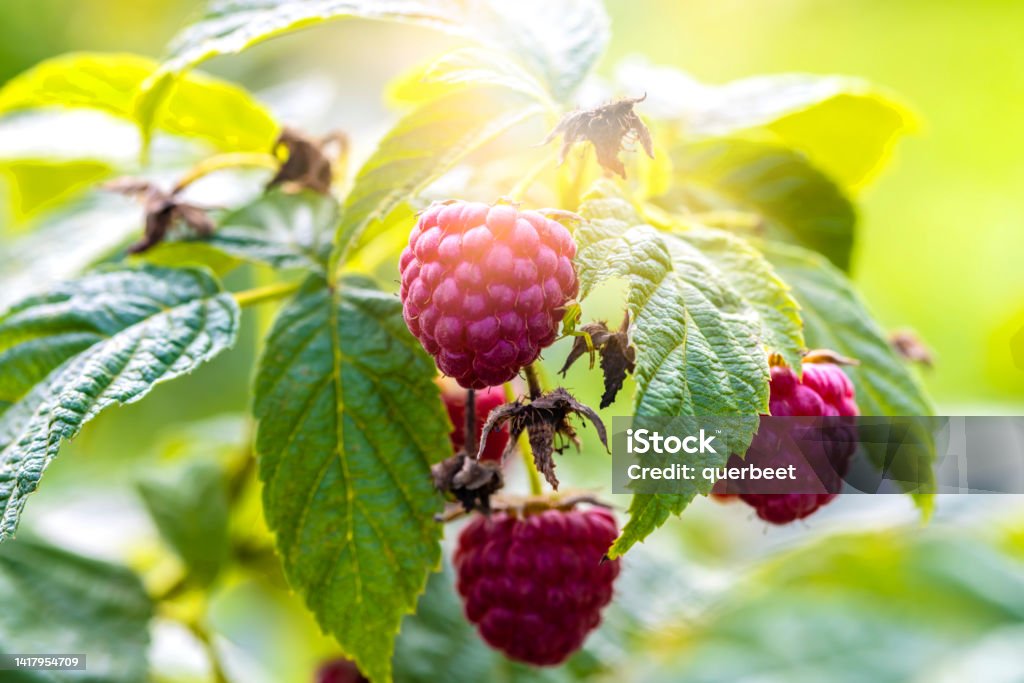Ripe raspberries in nature Raspberry Stock Photo