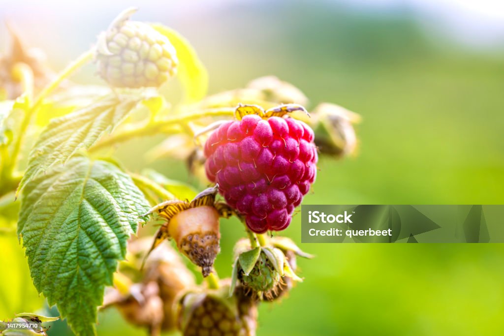 Ripe raspberries in nature Agriculture Stock Photo