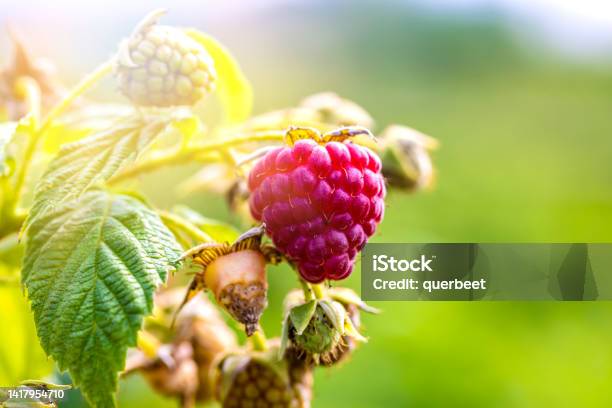 Ripe Raspberries In Nature Stock Photo - Download Image Now - Agriculture, Berry, Berry Fruit