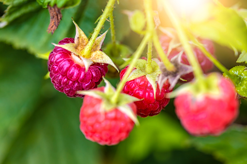 Ripe raspberries in nature
