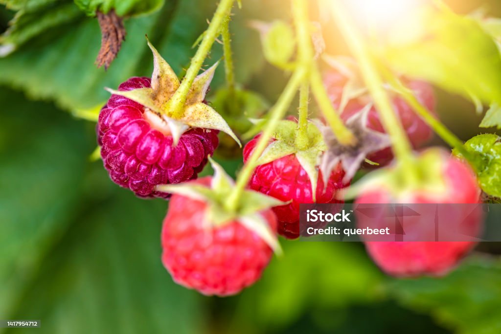 Ripe raspberries in nature Agriculture Stock Photo