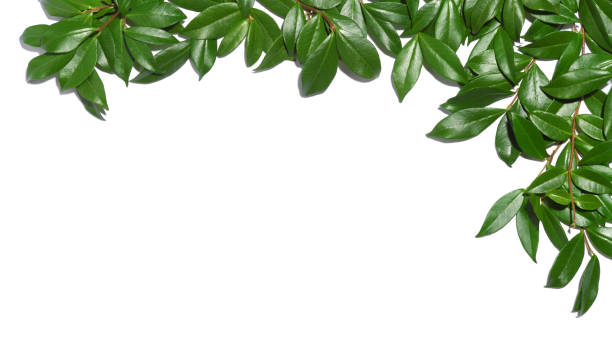 istock Frame of green leaves 1417954788