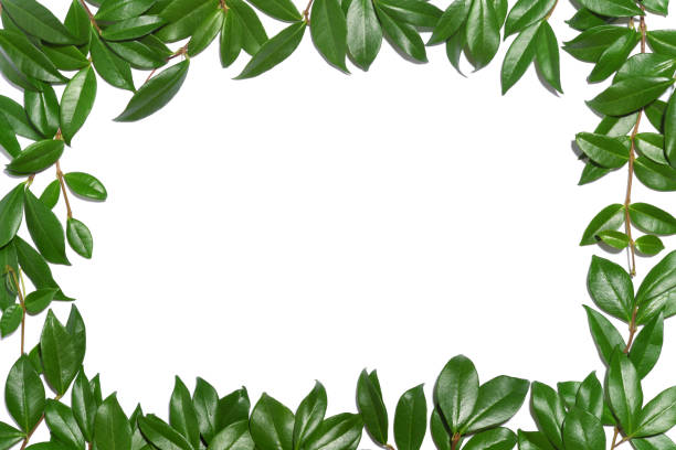 istock Frame of green leaves 1417954812