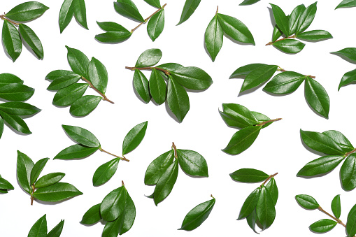 Background of green leaves on white