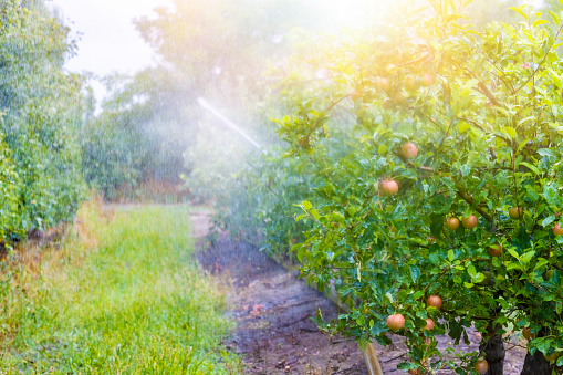 Irrigation system of an apple field