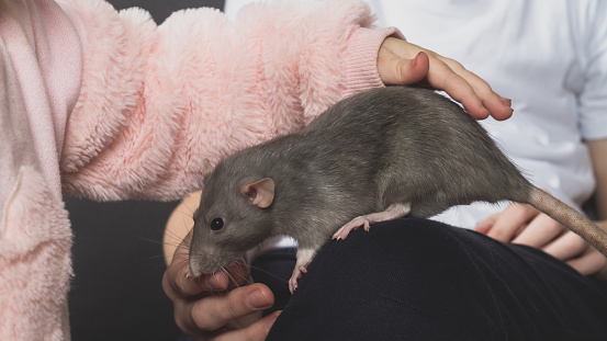Children hold a gray pet rat on their lap and stroke their beloved pet with their hands.