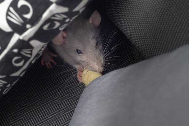 A gray pet rat eats cheese on a dark gray sofa like in a hole.