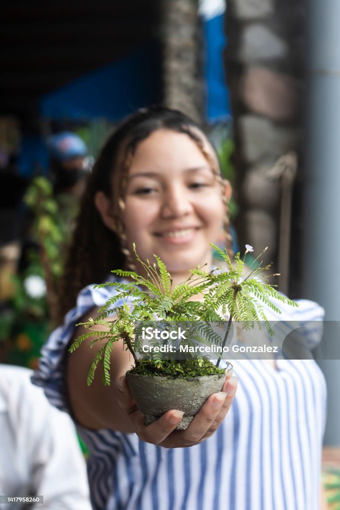 Latin young woman showing potted plant love for plants Adult Stock Photo
