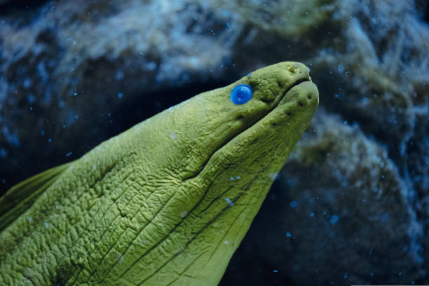 Green Moray (Gymnothorax funebris) - Large Moray Eel