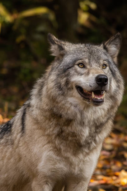istock Leader of the pack 1417961473