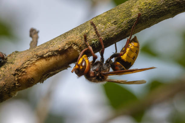 The European is hornet stripping the bark