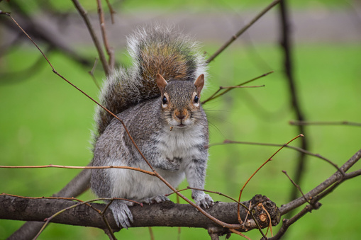 A grey squirrel on a tree branch in a park.