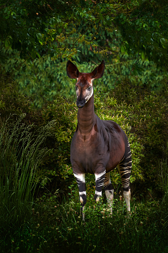 Okapi, Okapia johnstoni, brown rare forest giraffe, in the dark green forest habitat. Big animal in natiopnal park in Congo, Africa. Okapi, wildlife nature. Travelling in Africa.
