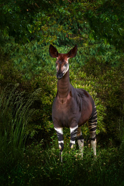 570+ Okapi Stock Photos, Pictures & Royalty-Free Images - iStock 570+ Okapi Stock Photos, Pictures & Royalty-Free Images - iStock