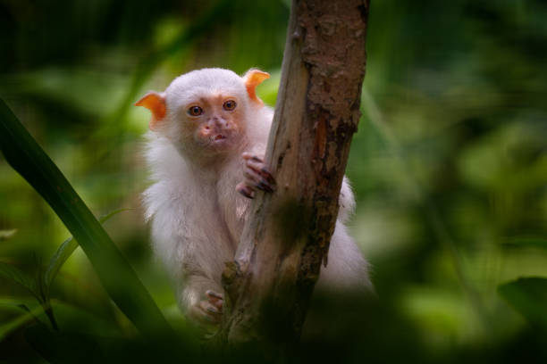istock Silvery marmoset, Mico argentatus, monkey from eastern Amazon Rainforest in Brazil. White little monkey with big ears in the nature habitat, green tropic forest, Peru in Amazonia. 1417963429