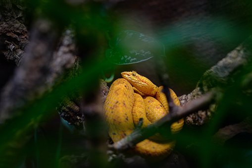 Eyelash Viper or eyelash palm-pitviper, Bothriechis schlegelii, venomous pit viper snake, Corcovado NP in Costa Rica. Nice yellow snake in green forest habitat, hidden in the branch. Wildlife nature.