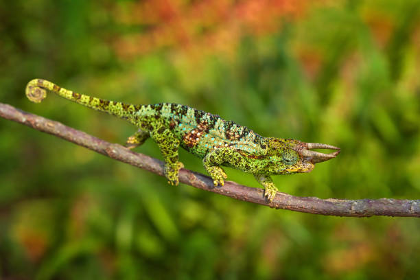 istock Johnston's Chameleon, Chamaeleo johnstoni, walking along branch, Bwindi National Park, Uganda. Lizard from Africa in the nature habitat. Green chameleon on the tree in forest, Uganda wildlife. 1417963502