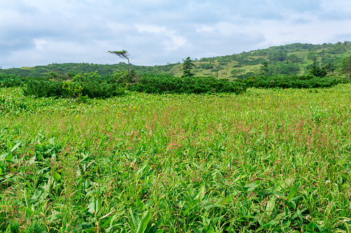 natural mountain landscape on Kunashir island, partially blurred, focus on nearby blooming grass and bamboo stems