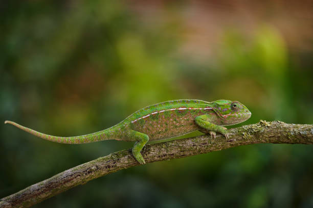 istock carpet chameleon (Furcifer lateralis), white-lined chameleon in forest habitat. Exotic beautiful endemic green reptile with long tail from Madagascar. Wildlife scene from nature.  Female of chameleon. 1417967079