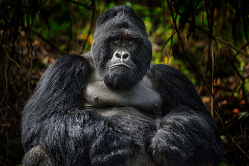 Aggressive looking male Gorilla with a small stick.