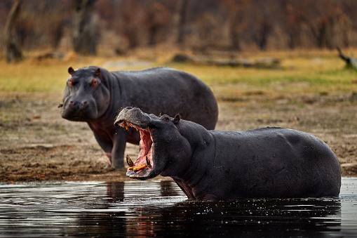 Large group of hippos swimming in the river.