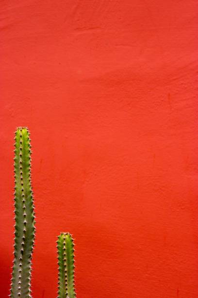istock Cacti against a red background in a vertical shot 1417967201
