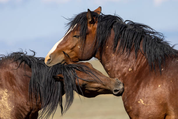 wild horses in summer in the Wyoming desert