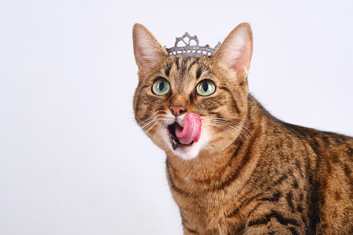 Muzzle of a cute tabby cat licking lips. Fashion beauty pretty tabby cat with a crown on the head. Brown domestic cat with diadem dressed like a queen. Selective focus