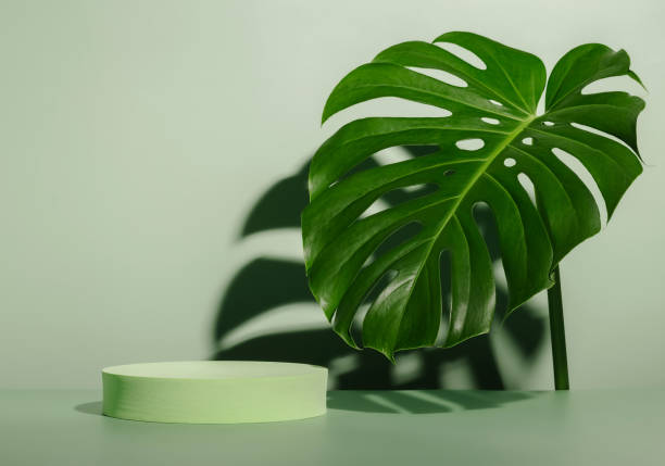 istock Geometric round display with monstera leaf and shadows 1417970282