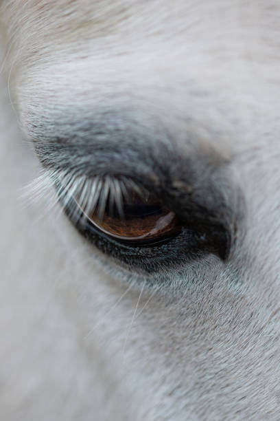 istock The Eye Of A White Horse 1417970414
