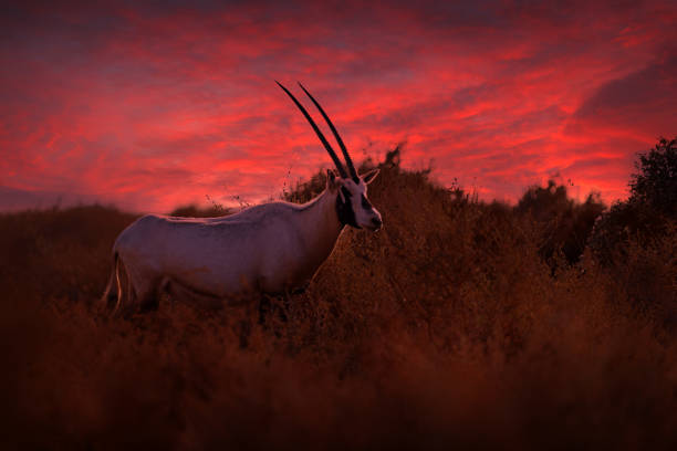 sonnenuntergang - oryx in rotviolettem abend. arabische oryx oder weiße oryx, oryx leucoryx, antilope mit ausgeprägter schulterbeule, abendlicht in der natur. tier im naturlebensraum, shaumari reservat, jordanien. - camel animal dromedary camel desert stock-fotos und bilder