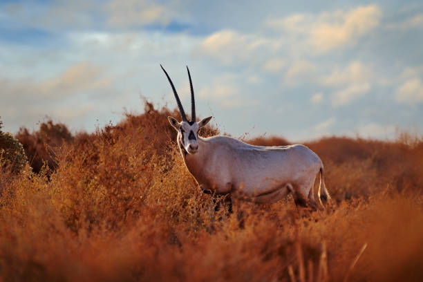 reise jordanien, arabien natur.  arabische oryx oder weiße oryx, oryx leucoryx, antilope mit ausgeprägter schulterbeule, abendlicht in der natur. tier im naturlebensraum, shaumari reservat, jordanien. - camel animal dromedary camel desert stock-fotos und bilder