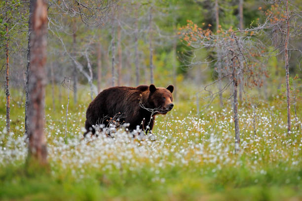 istock Bear with summer forest, wide angle with habitat. Beautiful brown bear walking around lake, fall colours. Big danger animal in habitat. Wildlife scene from nature, Russia. 1417970638