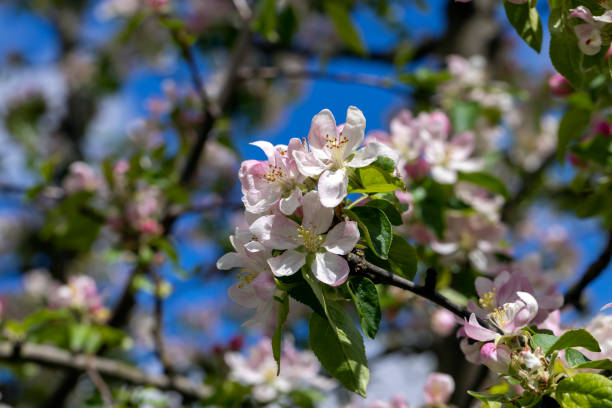 istock A beautiful blooming apple tree in a spring orchard 1417970768