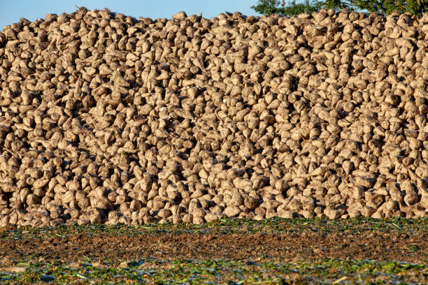 the harvested beet crop is piled in heaps - 2359 imagens e fotografias de stock