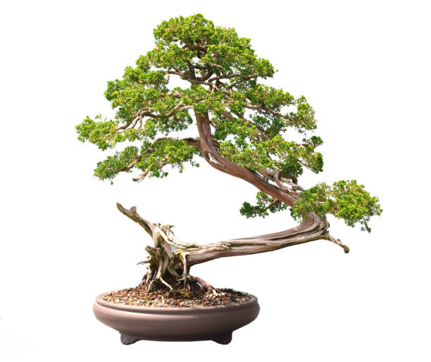istock Beautiful green bonsai tree pot 1417970831