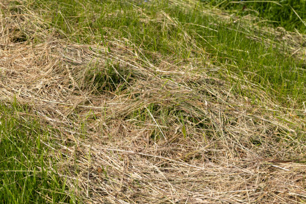istock Drying of grass for obtaining and storing hay 1417970897