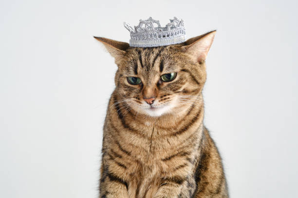 istock Shy tabby cat with a crown on the head ona white background 1417971477