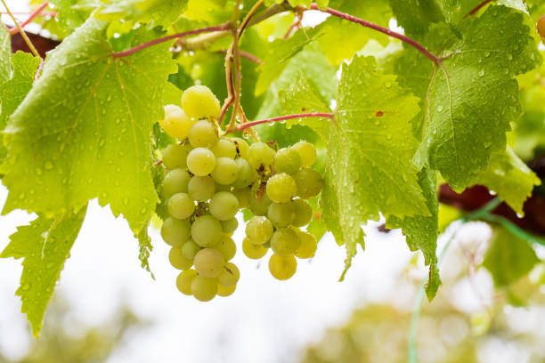 primo piano di grappolo d'uva matura con gocce d'acqua. frutto del ceppo di vigneto. immagine - nature rain crop europe foto e immagini stock