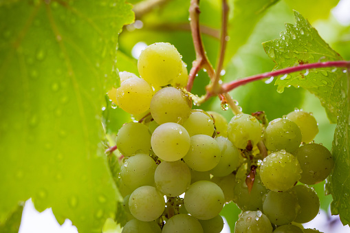 Close-up of bunch of ripe grapes with water drops. Fruit of vineyard strain. Photography.